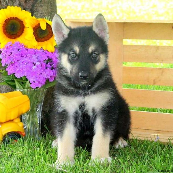 Rolof, Alaskan Malamute Mix Puppy