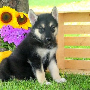 Rolof, Alaskan Malamute Mix Puppy