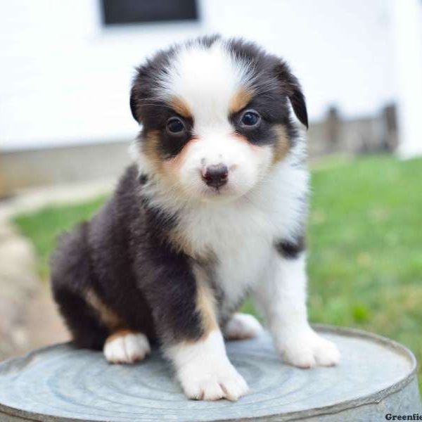 Ronald, Australian Shepherd Puppy