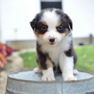 Ronald, Australian Shepherd Puppy