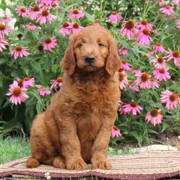 Ronny, Goldendoodle Puppy