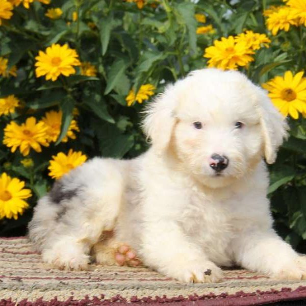 Ronny, Aussiedoodle Puppy