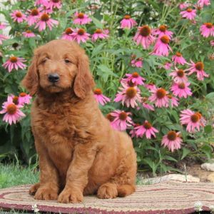 Ronny, Goldendoodle Puppy