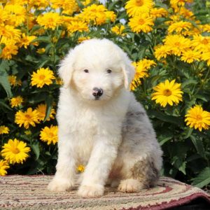 Ronny, Aussiedoodle Puppy