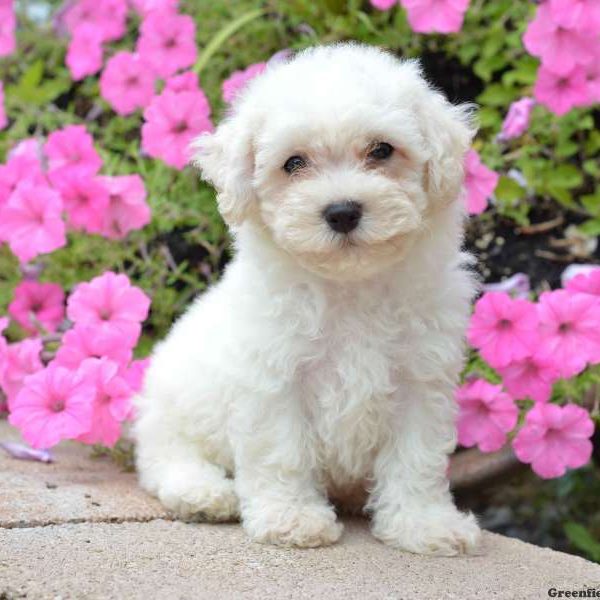 Roro, Bichon Frise Puppy