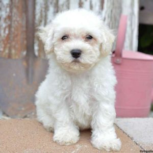 Roro, Bichon Frise Puppy