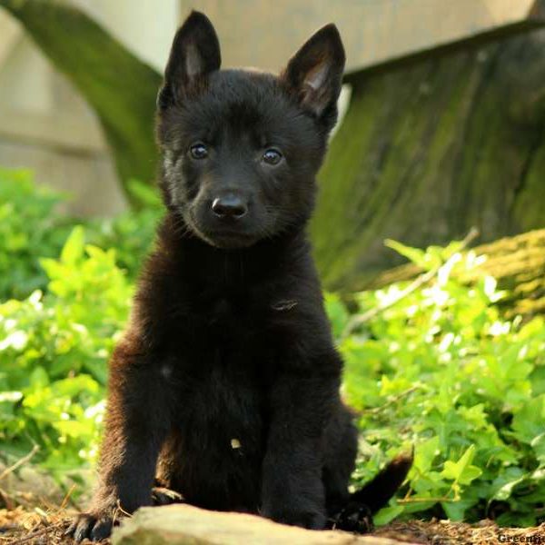 Rory, German Shepherd Puppy