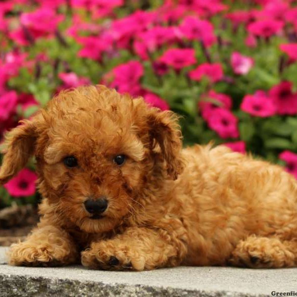 Rory, Miniature Poodle Puppy