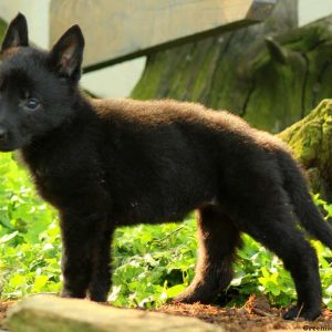 Rory, German Shepherd Puppy