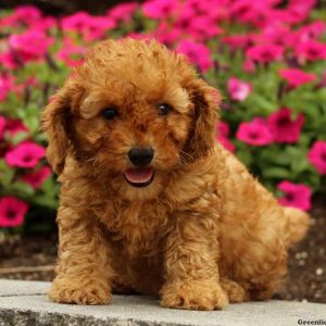 Rory, Miniature Poodle Puppy