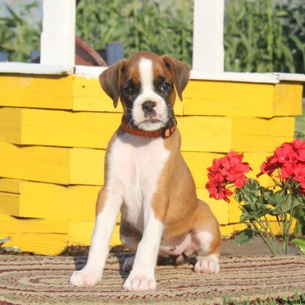 Rosa, Boxer Puppy