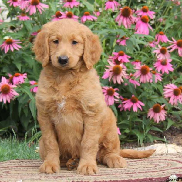 Rosa, Goldendoodle Puppy