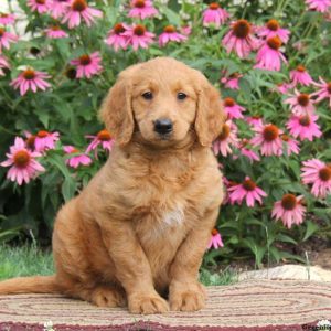 Rosa, Goldendoodle Puppy