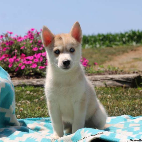 Rose, Pomsky Puppy