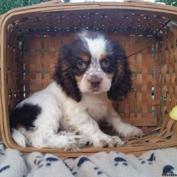 Rose, Cocker Spaniel Puppy