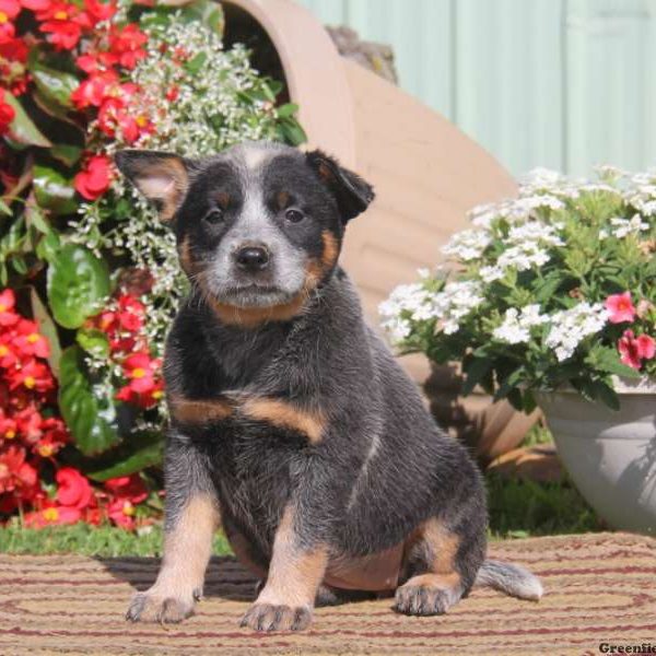 Rose, Blue Heeler – Australian Cattle Dog Puppy