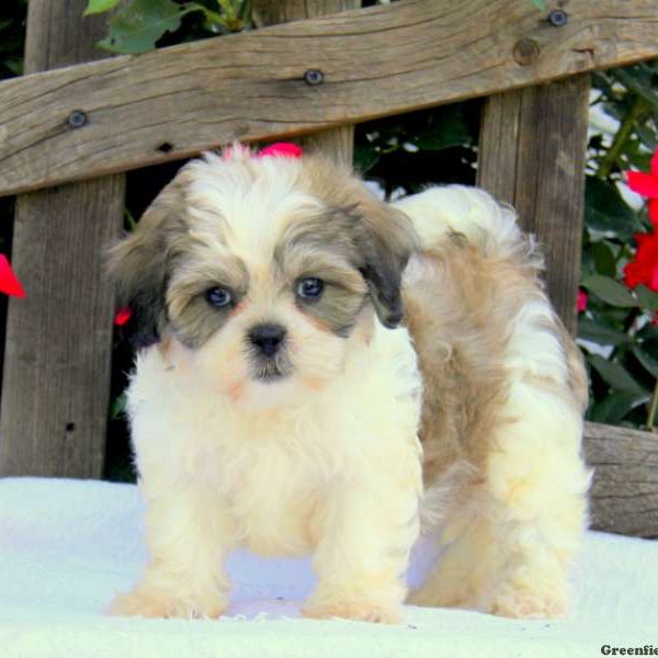 Rose, Shichon / Teddy Bear Puppy