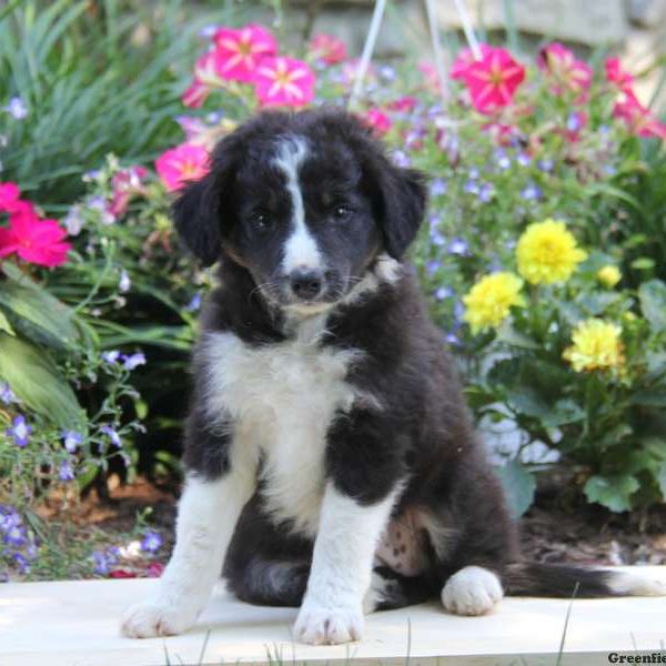 Rose, Border Collie Puppy