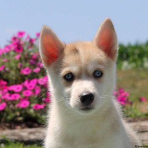 Rose, Pomsky Puppy