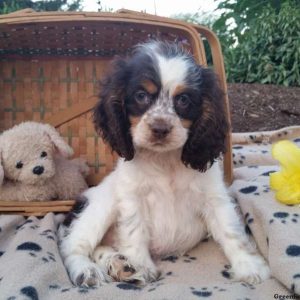 Rose, Cocker Spaniel Puppy