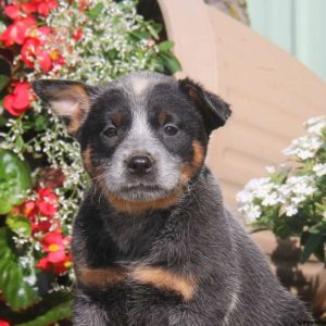 Rose, Blue Heeler – Australian Cattle Dog Puppy