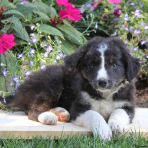 Rose, Border Collie Puppy