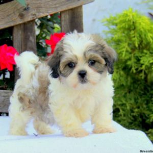 Rose, Shichon / Teddy Bear Puppy