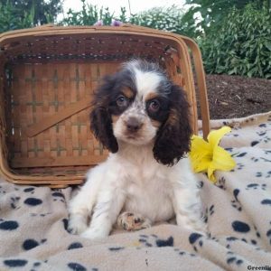 Rose, Cocker Spaniel Puppy