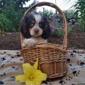 Rose, Cocker Spaniel Puppy