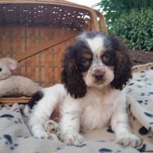 Rose, Cocker Spaniel Puppy