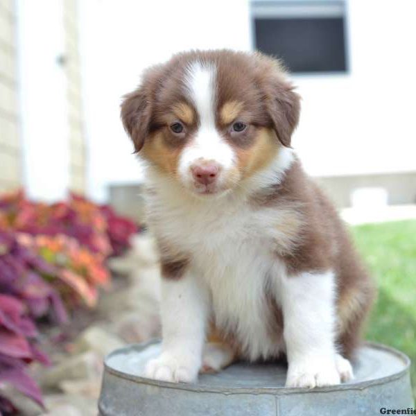 Rosetta, Australian Shepherd Puppy