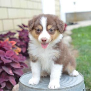 Rosetta, Australian Shepherd Puppy