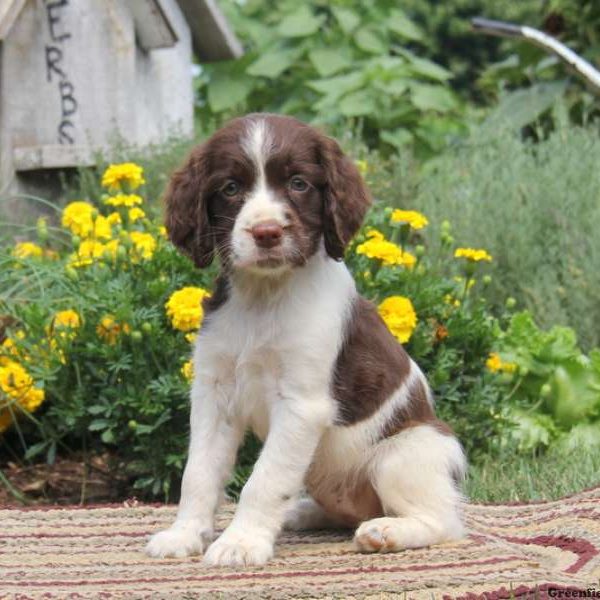 Rosette, English Springer Spaniel Puppy