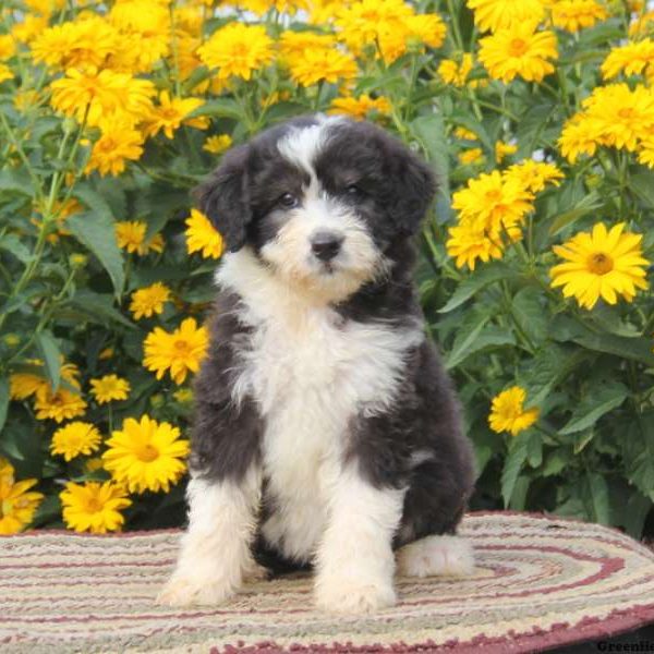 Rosette, Aussiedoodle Puppy