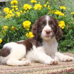 Rosette, English Springer Spaniel Puppy