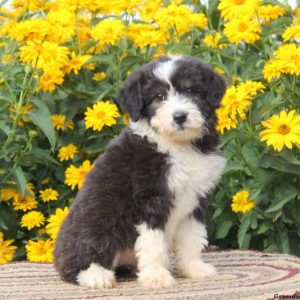 Rosette, Aussiedoodle Puppy