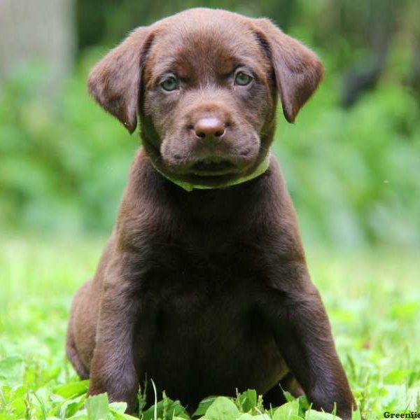 Rosie, Labrador Retriever-Chocolate Puppy