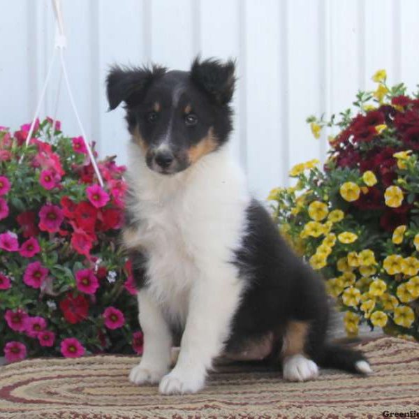 Rosie, Shetland Sheepdog Puppy