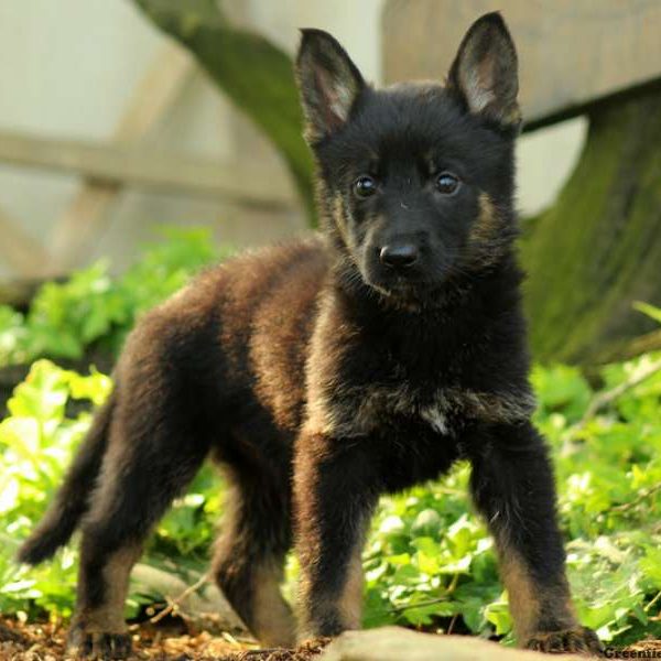 Rosie, German Shepherd Puppy