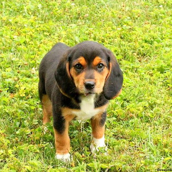 Rosie, Beagle Puppy