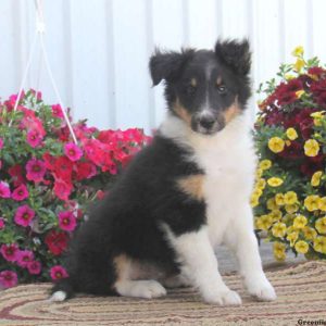 Rosie, Shetland Sheepdog Puppy