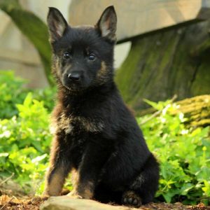 Rosie, German Shepherd Puppy