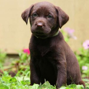 Rosie, Labrador Retriever-Chocolate Puppy