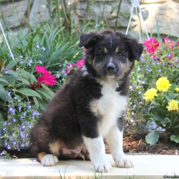 Rover, Border Collie Puppy