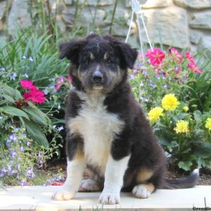 Rover, Border Collie Puppy