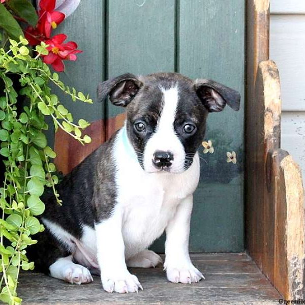 Rowdy, Boston Terrier Mix Puppy