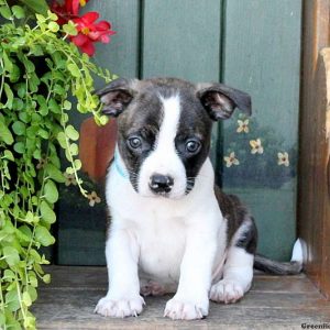 Rowdy, Boston Terrier Mix Puppy