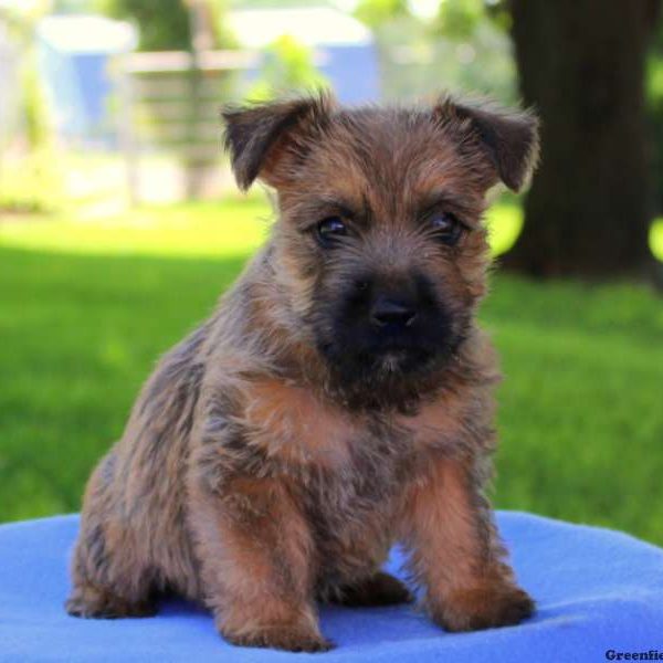 Roxy, Cairn Terrier Puppy