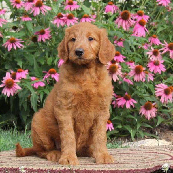 Roxy, Goldendoodle Puppy