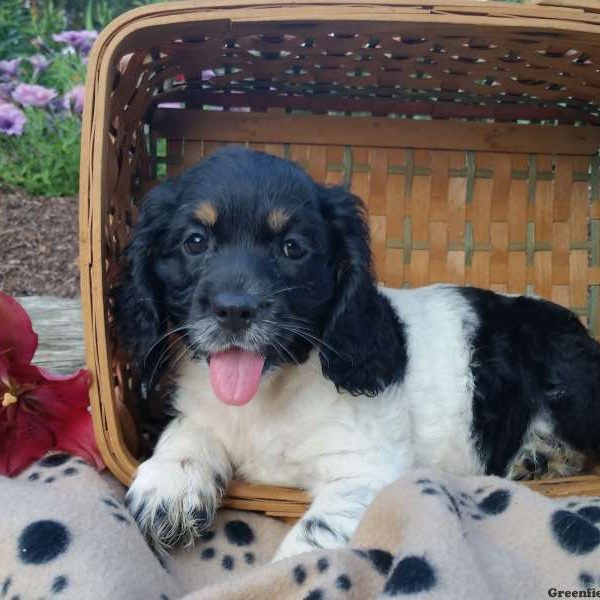 Roxy, Cocker Spaniel Puppy